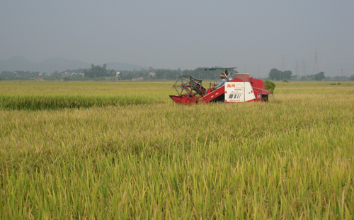 Over 70 percent of autumn – winter crop harvested in Quang Ninh