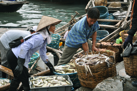 Seafood output of Quang Ninh hits over 67,000 tons
