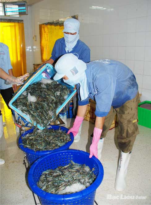 Bài học từ vụ thương lái Trung Quốc tranh mua tôm nguyên liệu