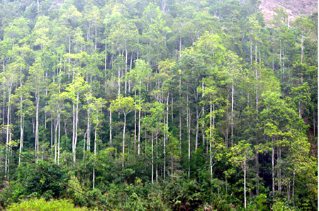 Quang Ninh plants 11,720 hectares of forest