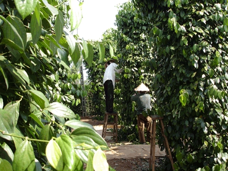 Pepper exports to hit USD900 million in 2014