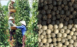 Pepper industry aims USD1 billion annual export target