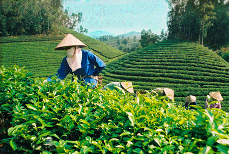 Eight Vietnamese specialties set Asian record