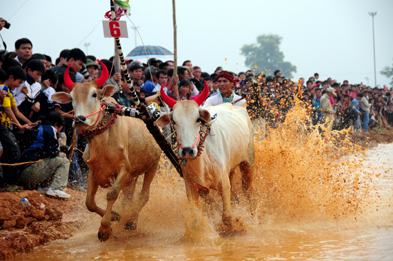 Độc đáo Lễ đua bò Bảy Núi An Giang tại Hà Nội