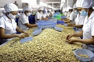 Vietnamese cashew nut exports rocket in 2013