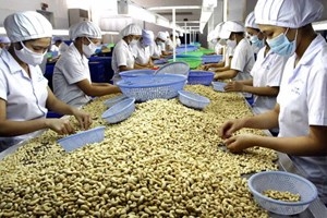 Dong Nai earns USD24 million from cashew nut oil exports