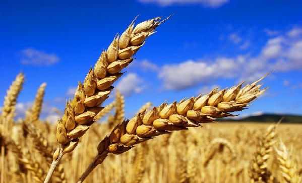 Le prix des céréales a légèrement augmenté
