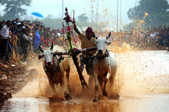 Bay Nui bull racing festival opens in Hanoi