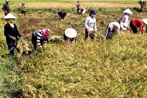 Mekong Delta farmers grow rice in green model