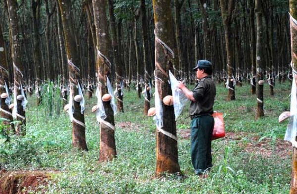 Export taxes on rubber commodities reduced by 2-4 percent