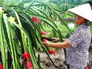 More red flesh dragon fruit destined for US