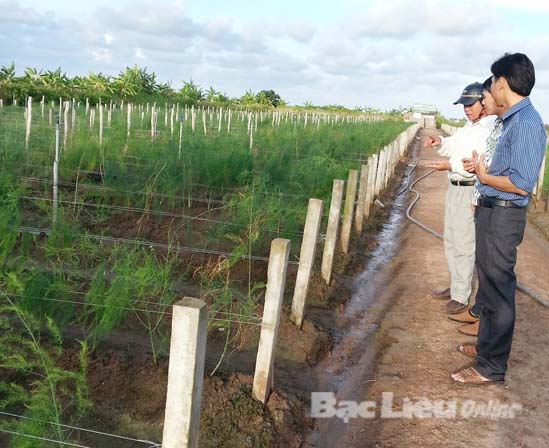 TP Bạc Liêu Đột phá từ cây măng tây xanh
