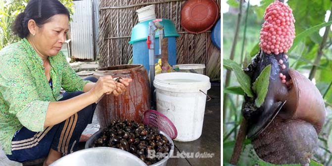 Người dân cảnh giác, tuyệt đối không nuôi ốc bươu vàng dưới mọi kỳ hình thức
