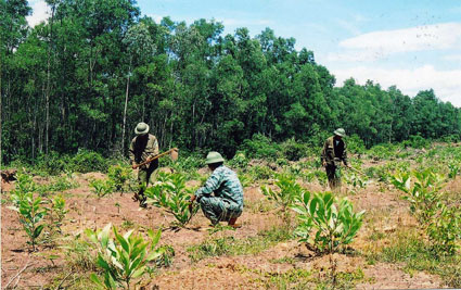 Ba Che district exceeds 45 2 percent of 2013’s forest plantation plan