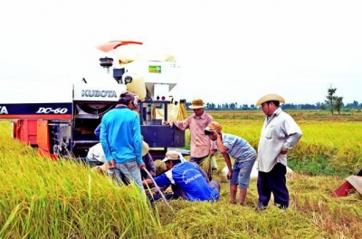 Mekong Delta strives to remain as top rice granary