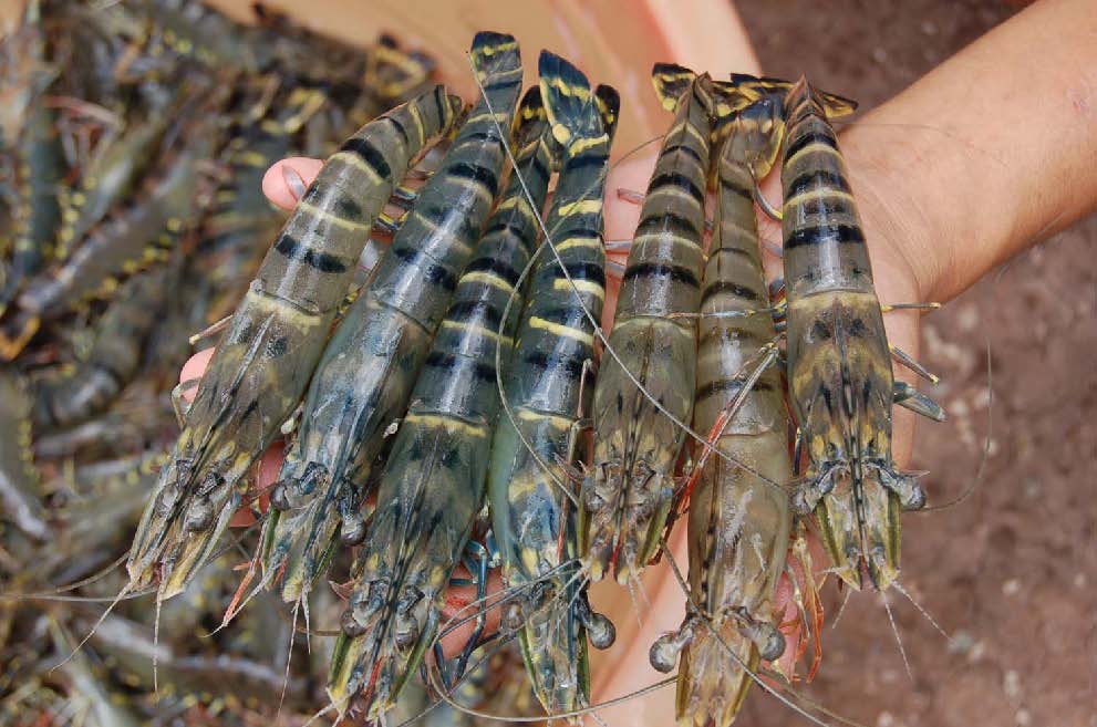 Shrimp exports likely to reach USD2 5 billion in 2013