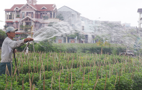 Đà Nẵng Nông dân sẵn sàng cho vụ hoa Tết