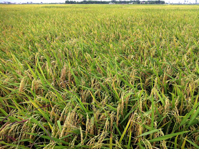 Vĩnh Phúc Năm 2013 sản xuất nông, lâm, thuỷ sản tăng trưởng khá
