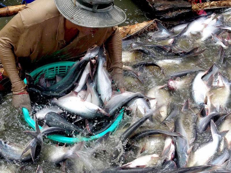 Tra fish industry forecast to face challenges in 2014