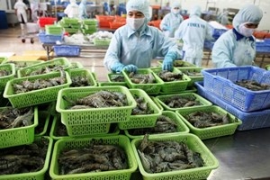 Vietnam ranks third in shrimp exports