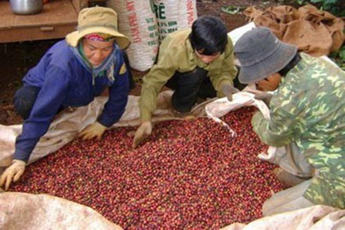 Central Highlands harvests 1 million tonnes of coffee beans