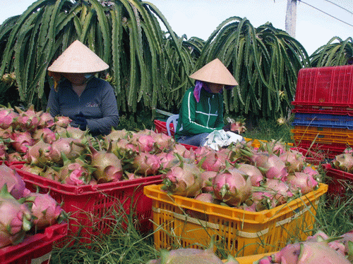 Fruit and vegetable exports pass USD1 billion
