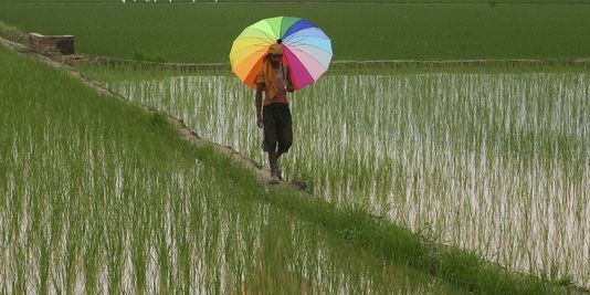 Le prix du riz basmati flambe, risque de pénurie en Europe