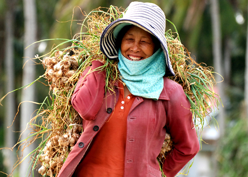 Abondante récole d’ail à Ly Son