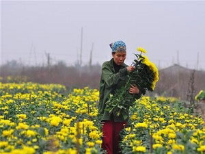 河内市慈廉县西鹫花卉远销全国各地