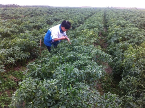 Hộ cận nghèo được hỗ trợ đến 90 phí bảo hiểm nông nghiệp