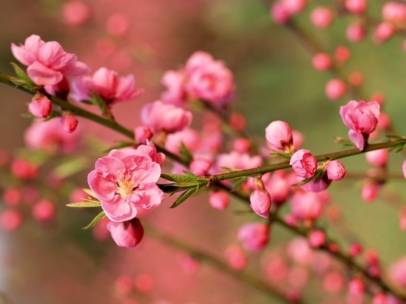 Sức xuân trên đảo Bạch Long Vĩ