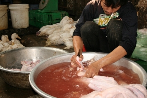 Bùng phát dịch cúm gia cầm H5N1 tại Campuchia