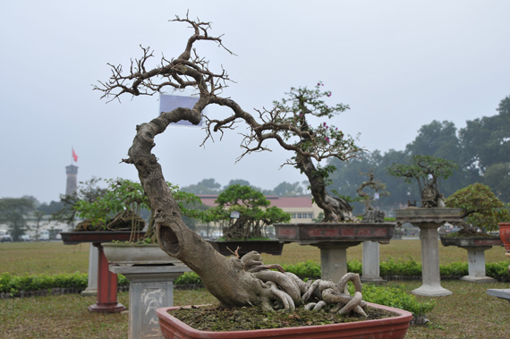 1,500 valuable and rare ornamental plants displayed on Tet