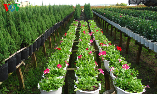 Tan Quy Dong ornamental plants on Tet holiday
