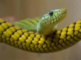 De personnes célèbres du signe du Serpent