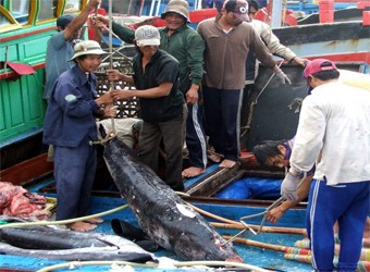 2013’s total tuna export value forecast at over USD580 million