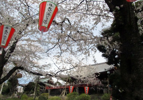 La fête des cerisiers en fleur au Japon