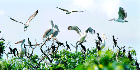 Bạc Liêu tình đất, tình người