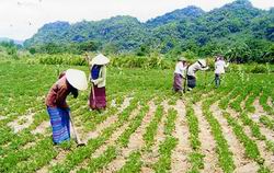 越南至2020年民族工作战略获批