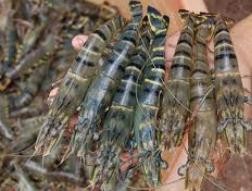 US recognises Vietnam’s shrimp businesses as non-dumpers
