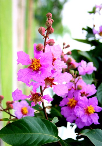 Long Khánh Ngập tràn sắc tím bằng lăng