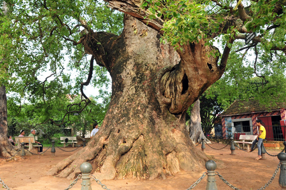 L’arbre légendaire Dã hương de la province de Bac Giang