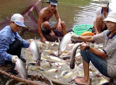 Vietnam’s pangasius conquers more markets
