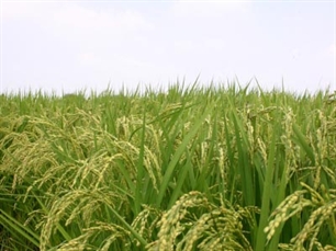Đồng Tháp Bất chấp khuyến cáo, nông dân vẫn sử dụng giống lúa phẩm cấp thấp