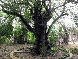 Quang Ngai un plaqueminier de plus de 200 ans classé patrimoine