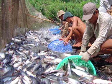 VND27 billion for aquaculture development programme 2013