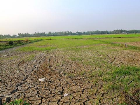Gần trạm bơm, lúa vẫn chết vì  thiếu nước