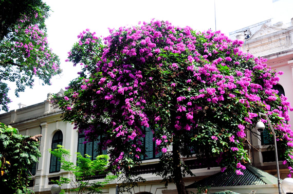 Hà Nội bừng sắc tím bằng lăng