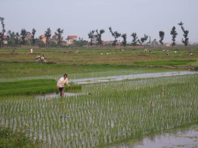 Vĩnh Phúc Triển khai sản xuất vụ mùa – vụ đông năm 2013