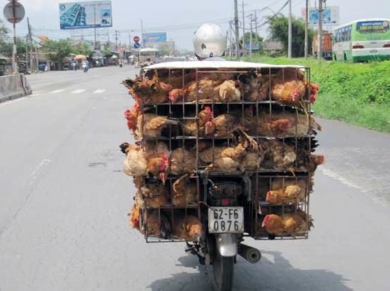 Vĩnh Phúc Đẩy mạnh công tác phòng, chống gia cầm nhập lậu